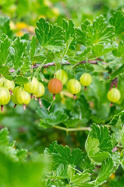 Tips and Techniques for Cultivating Your Own Gooseberry Bush