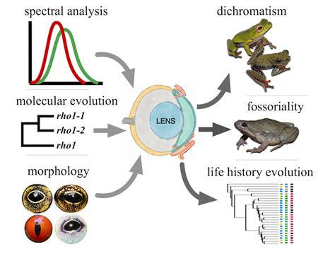 Tips for Analyzing and Deciphering Your Personal Frog Vision