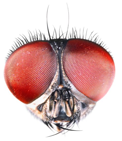 Tips for Analyzing and Decoding Your Vision of Insects in a Vehicle