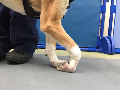 Tips for Analyzing and Making Sense of Canine Injury in Hindu Reveries