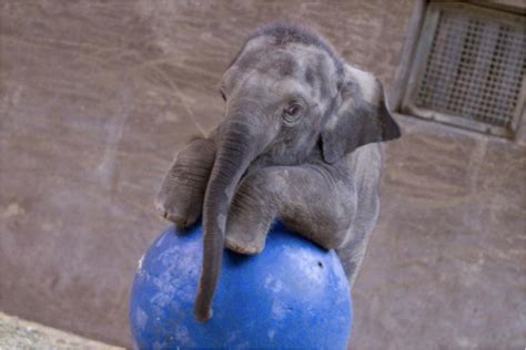 Tips for Analyzing and Understanding Your Dreams of Ending the Life of a Juvenile Pachyderm