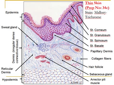 Tips for Analyzing and Understanding Your Vision of Lifeless Serpent Epidermis