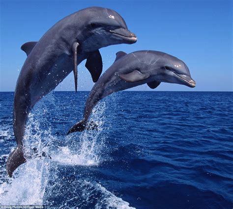 Tips for Capturing Breathtaking Photographs of Dolphins in Action