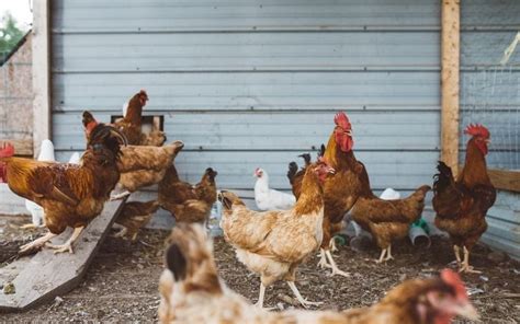 Tips for Caring and Maintaining a Healthy Flock of Chestnut Feathered Hens