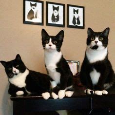 Tips for Caring for Your Tuxedo Kitten