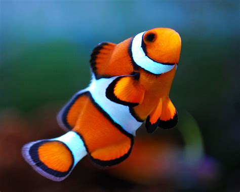 Tips for Caring for the Colorful Comedian: Clown Fish as Pets