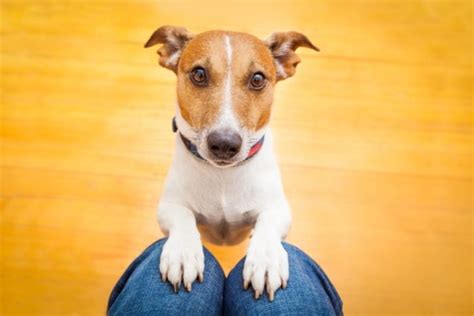 Tips for Creating a Canine-Friendly Environment for Dogs without Hind Limbs