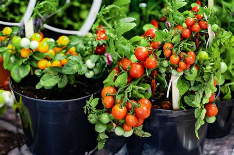 Tips for Cultivating Irresistible, Flavorful Tomatoes in an Idyllic Landscape