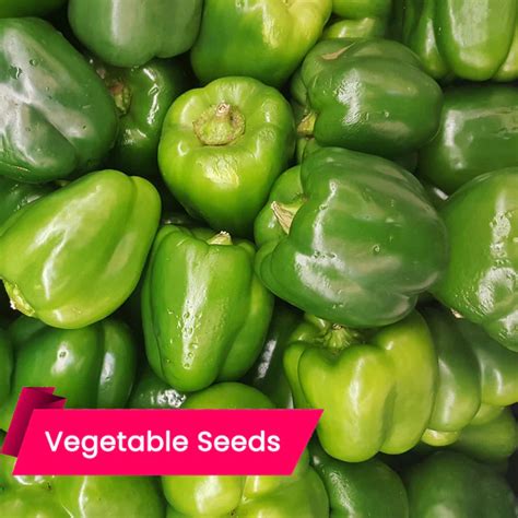 Tips for Cultivating Your Own Capsicums: From Seeds to Harvest