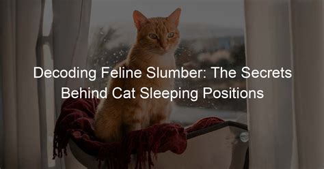 Tips for Decoding and Analyzing Feline Slumber Fantasies