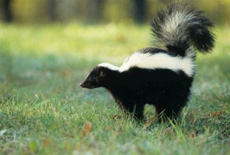 Tips for Decoding and Making Sense of Dreams Involving Eliminating a Skunk