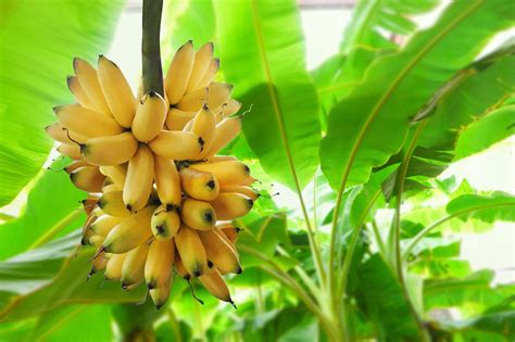 Tips for Gathering Bananas in Home Gardens