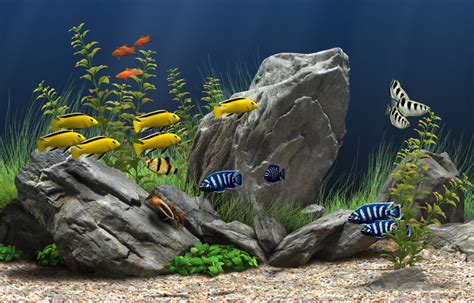 Tips for Maintaining a Healthy and Beautiful Aquarium