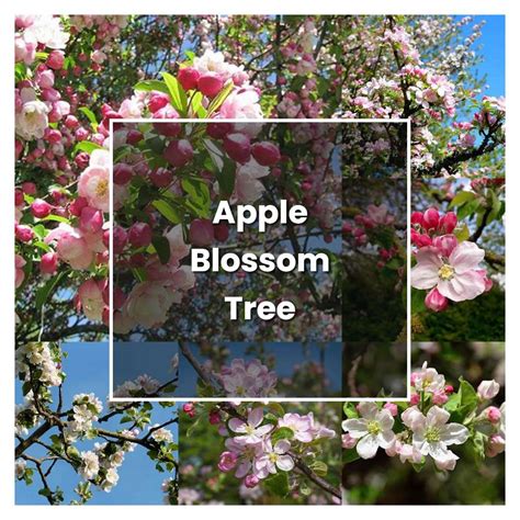 Tips for Planting and Caring for Blossom Trees