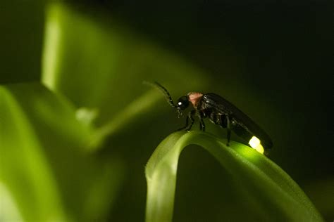 Tips for Safely and Ethically Catching Glowing Insects