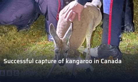 Tips for Successfully Capturing a Kangaroo