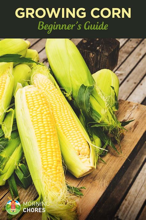 Tips for Successfully Planting and Cultivating Corn