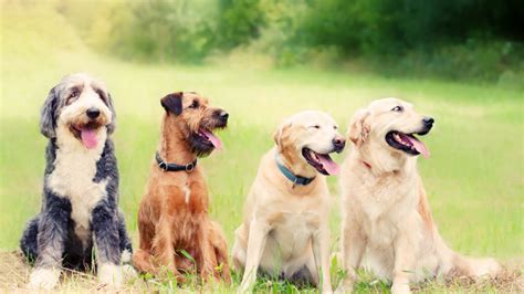 Tips for a Joyful and Balanced Canine Household