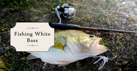 Tips for a Successful White Fish Catch in Various Weather Conditions