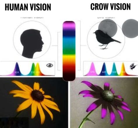 Tips for analyzing and understanding the significance of your crow vision