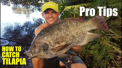 Tips from the Pros: Expert Advice for Successful Tilapia Fishing