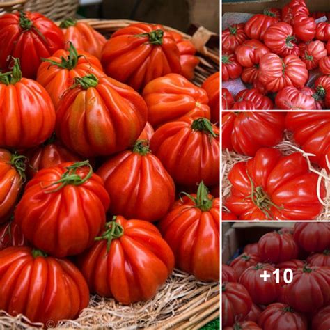 Titillating Tomatoes: Unveiling the Secrets of Delectable Recipes