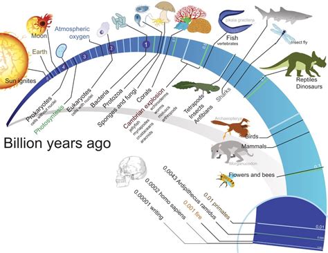 Tracing the Evolution of Feelings: A Journey from Life's Origin to Its Culmination