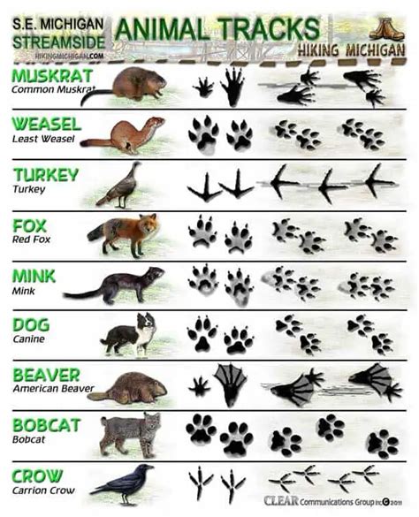 Tracking Across Cultures: Exploring the Cultural Significance of Animal Tracks