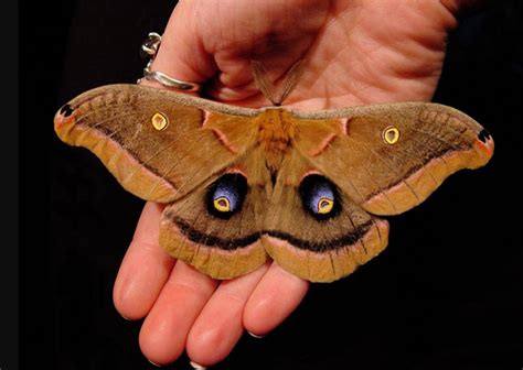 Transformation and Resilience: The Symbolic Significance of the Brown Moth