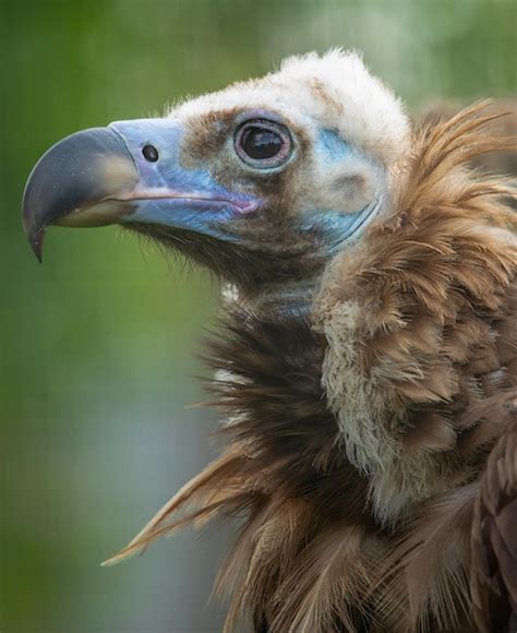 Trapped in a Cage: Analyzing the Sensation of Capturing the Tiny Avian Creature