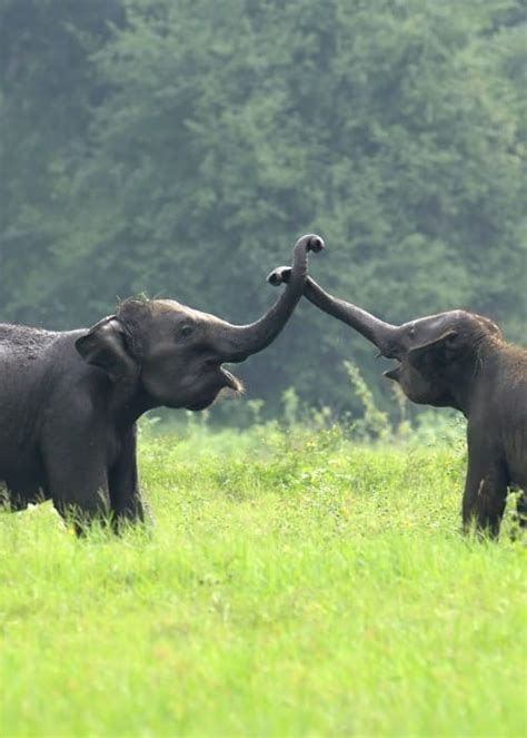 Treasuring Memories: Souvenirs and Mementos of the Enchanting Elephant Encounter