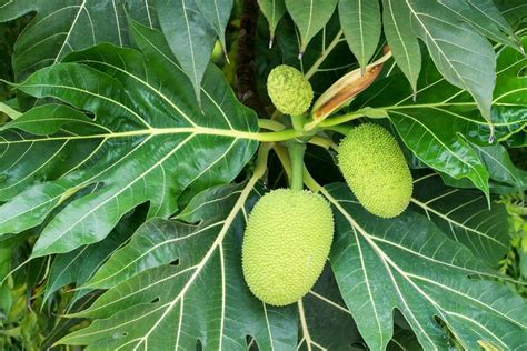 Tropical Gem: Insights into the Cultivation and Growth of Breadfruit