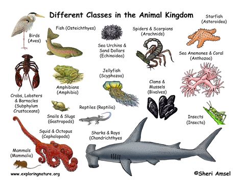 Types of Animals That Descend from the Heavens: A Closer Look at Aerial Fauna