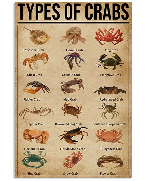 Types of Crab: A Guide to the Many Varieties