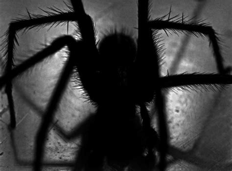 Unconscious Fears: Decoding the Presence of a Arachnid of Dark Prophecy