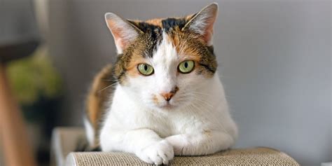 Uncover the Captivating Universe of Calico Felines