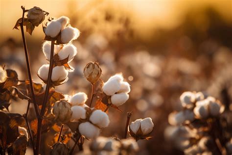 Uncover the Symbolism and Cultural Significance of Cotton Flowers