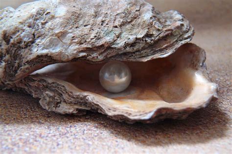 Uncovering the Enigma: The Formation of Pearls within Oysters