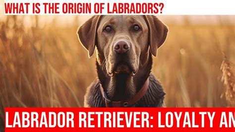 Uncovering the Intriguing History of Labrador Retrievers