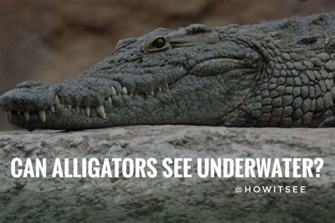 Uncovering the Link Between Alligator Visions and Concealed Anxieties