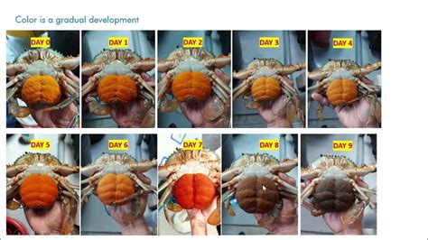 Uncovering the Link Between Crab Spawn and Innermost Longings