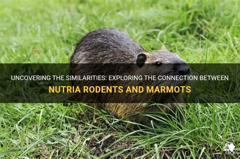 Uncovering the Link Between Rodents and Subconscious Yearnings