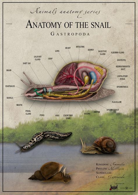 Uncovering the Mysteries of Snail Anatomy