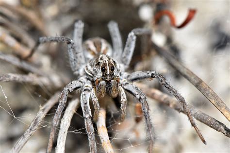 Understanding Arachnophobia: Exploring the Fear of Eliminating Enormous Arachnids