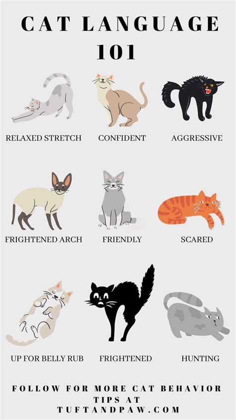 Understanding Your Feline Companion's Behavior and Body Language