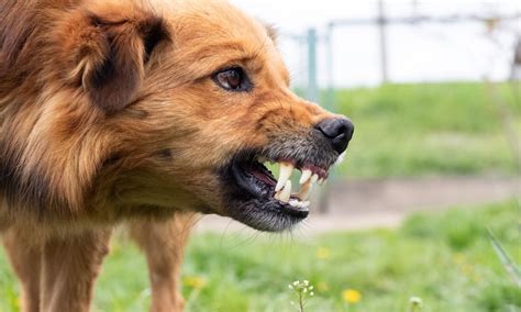 Understanding the Aggression: Exploring the Reasons behind the Canine Attack on the Serpent