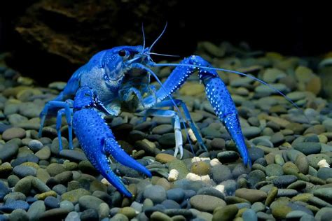 Understanding the Basics: Types and Varieties of Crayfish