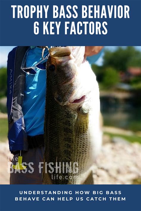 Understanding the Behavior and Habitat of Trophy Bass