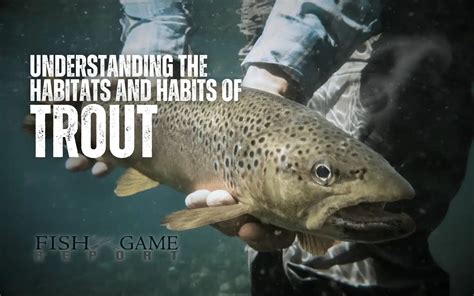 Understanding the Behavior and Habits of Alabaster Trout