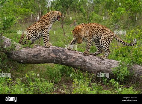 Understanding the Behavior and Habits of the Elusive Panthera pardus